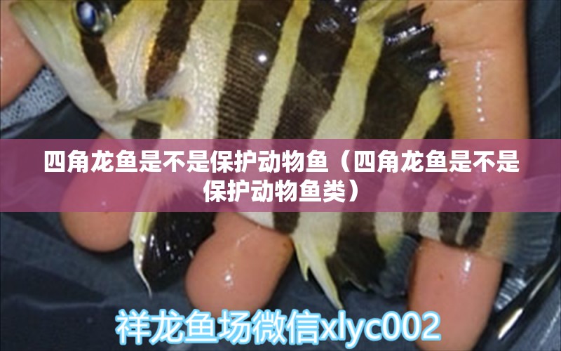 四角龍魚是不是保護(hù)動物魚（四角龍魚是不是保護(hù)動物魚類）