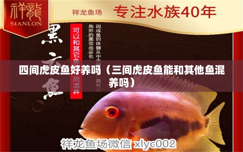 四間虎皮魚好養(yǎng)嗎（三間虎皮魚能和其他魚混養(yǎng)嗎） B級過背金龍魚