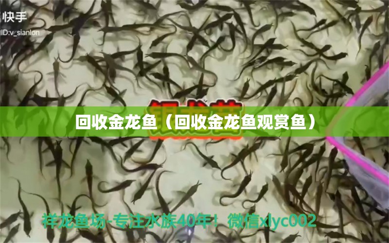 回收金龍魚（回收金龍魚觀賞魚） 量子養(yǎng)魚技術(shù)