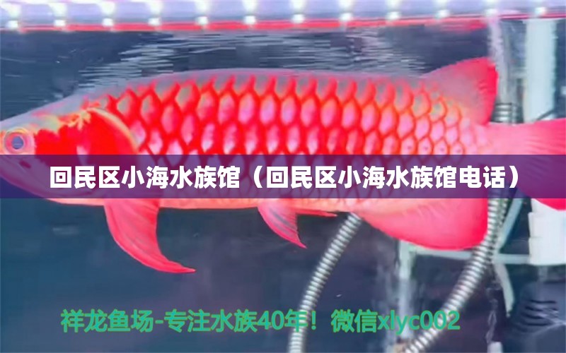 回民區(qū)小海水族館（回民區(qū)小海水族館電話） 全國(guó)水族館企業(yè)名錄