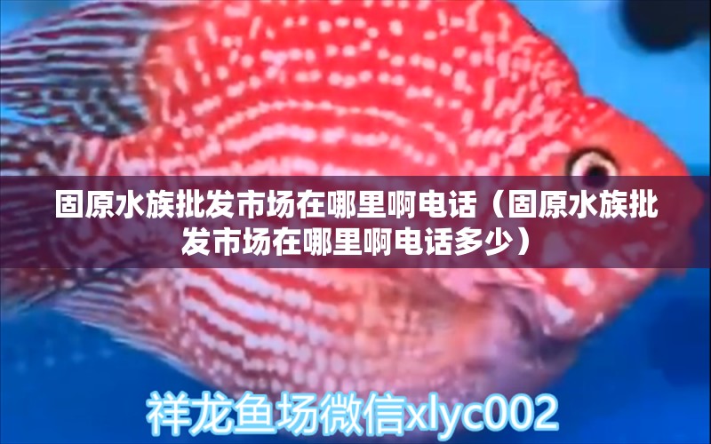 固原水族批發(fā)市場在哪里啊電話（固原水族批發(fā)市場在哪里啊電話多少） 元寶鯽