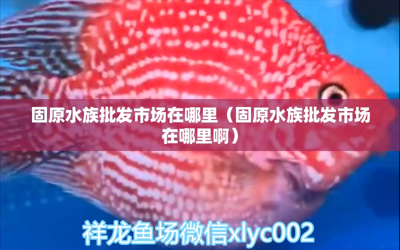 固原水族批發(fā)市場在哪里（固原水族批發(fā)市場在哪里?。? title=