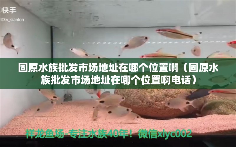 固原水族批發(fā)市場地址在哪個(gè)位置啊（固原水族批發(fā)市場地址在哪個(gè)位置啊電話） 觀賞魚水族批發(fā)市場