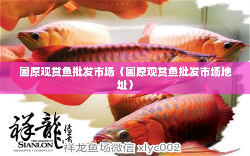 固原觀賞魚批發(fā)市場（固原觀賞魚批發(fā)市場地址） 觀賞魚批發(fā)