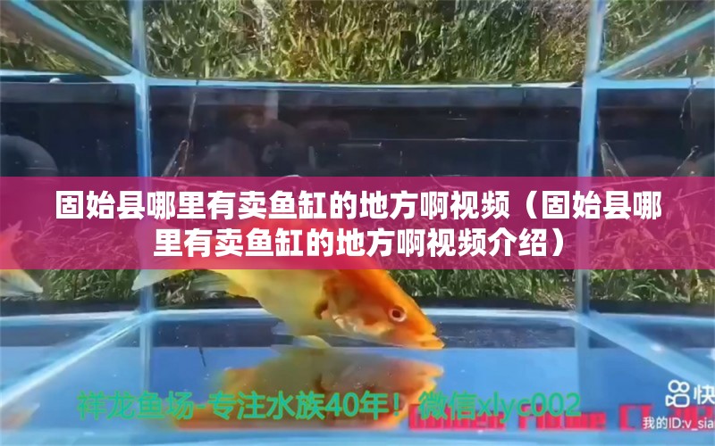 固始縣哪里有賣魚缸的地方啊視頻（固始縣哪里有賣魚缸的地方啊視頻介紹）