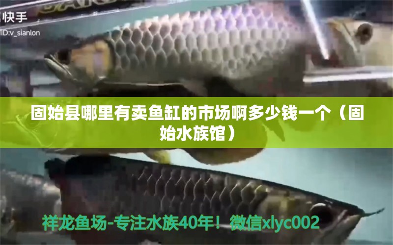 固始縣哪里有賣魚缸的市場啊多少錢一個（固始水族館）