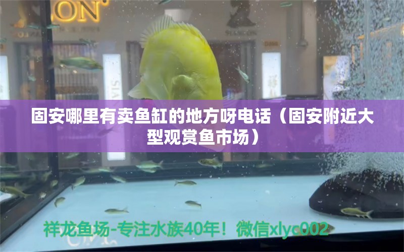 固安哪里有賣魚缸的地方呀電話（固安附近大型觀賞魚市場） 沖氧泵