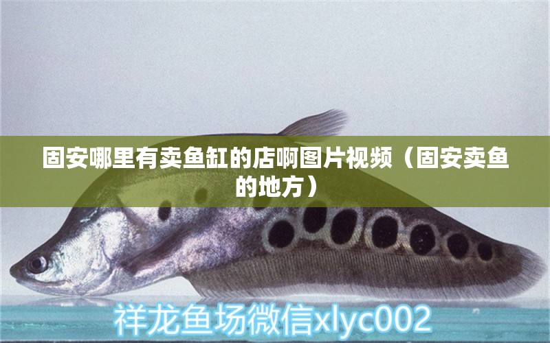 固安哪里有賣(mài)魚(yú)缸的店啊圖片視頻（固安賣(mài)魚(yú)的地方） 廣州觀賞魚(yú)批發(fā)市場(chǎng)