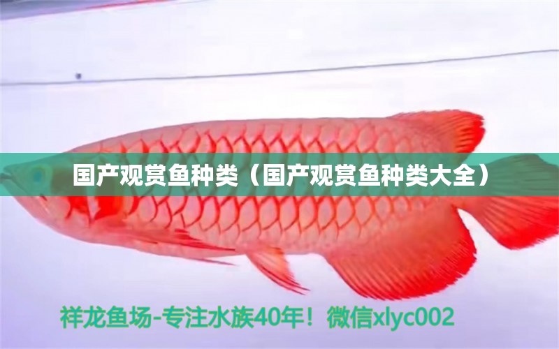 國產(chǎn)觀賞魚種類（國產(chǎn)觀賞魚種類大全） 祥龍水族醫(yī)院 第1張