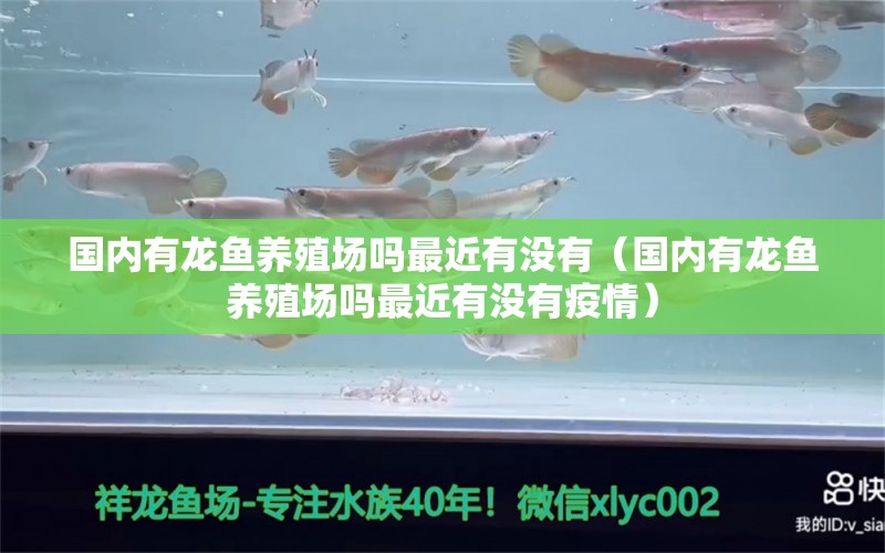 國內(nèi)有龍魚養(yǎng)殖場嗎最近有沒有（國內(nèi)有龍魚養(yǎng)殖場嗎最近有沒有疫情）