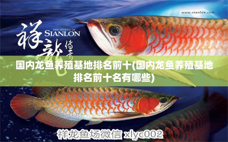 國內(nèi)龍魚養(yǎng)殖基地排名前十(國內(nèi)龍魚養(yǎng)殖基地排名前十名有哪些) 印尼虎苗