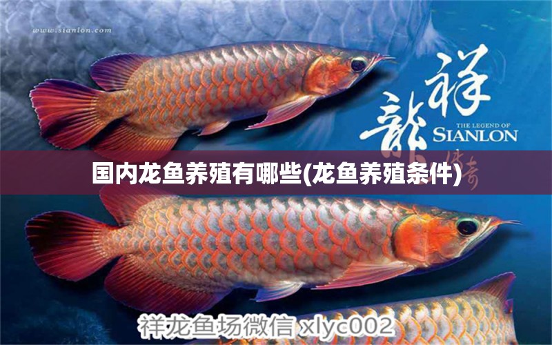 國內(nèi)龍魚養(yǎng)殖有哪些(龍魚養(yǎng)殖條件) 祥龍水族濾材/器材