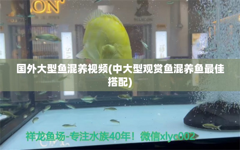 國(guó)外大型魚(yú)混養(yǎng)視頻(中大型觀賞魚(yú)混養(yǎng)魚(yú)最佳搭配) 南美異型魚(yú)