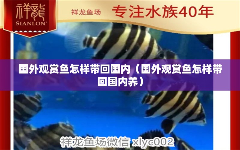 國外觀賞魚怎樣帶回國內(nèi)（國外觀賞魚怎樣帶回國內(nèi)養(yǎng)） 財神鸚鵡魚