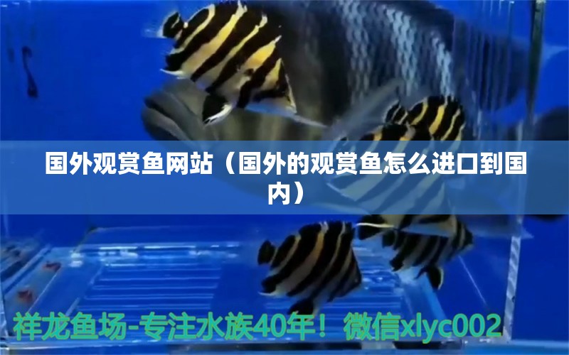 國外觀賞魚網(wǎng)站（國外的觀賞魚怎么進口到國內(nèi)） 野彩魚