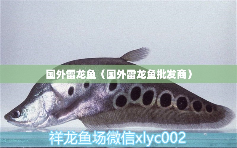 國外雷龍魚（國外雷龍魚批發(fā)商） 龍魚批發(fā)