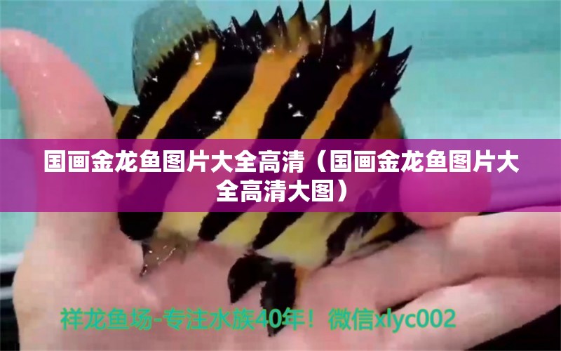 國畫金龍魚圖片大全高清（國畫金龍魚圖片大全高清大圖） 祥龍水族醫(yī)院