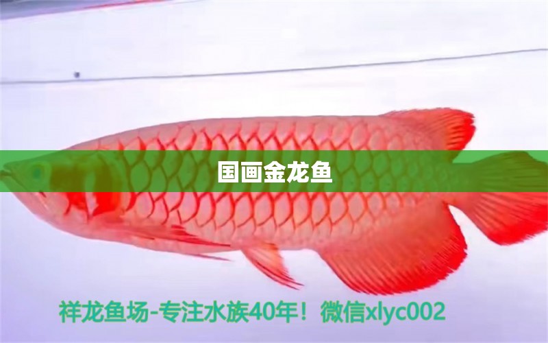 國畫金龍魚 觀賞魚論壇 第5張