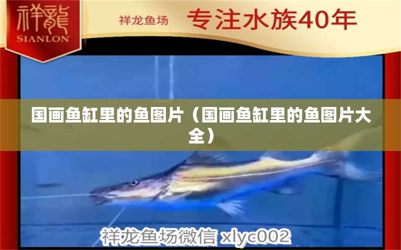 國畫魚缸里的魚圖片（國畫魚缸里的魚圖片大全） 帝王迷宮魚