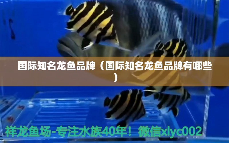 國際知名龍魚品牌（國際知名龍魚品牌有哪些） 祥龍水族醫(yī)院