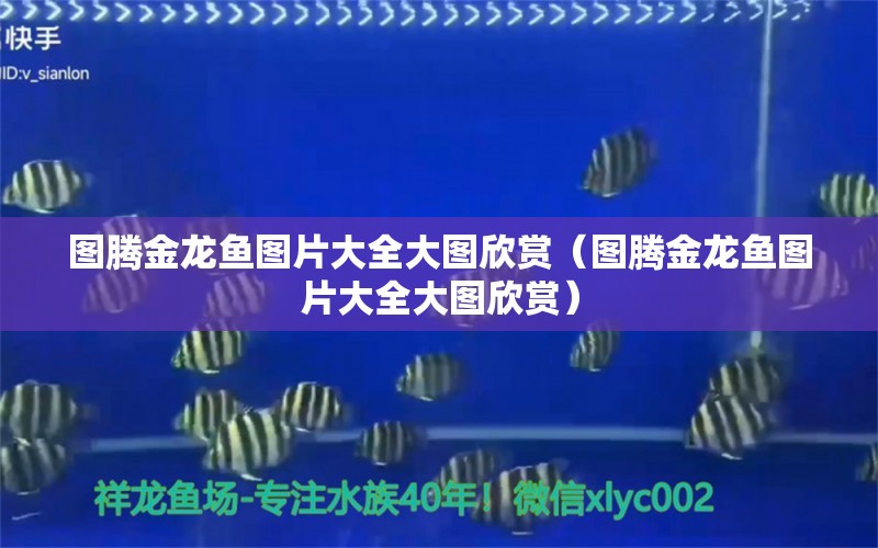 圖騰金龍魚圖片大全大圖欣賞（圖騰金龍魚圖片大全大圖欣賞）