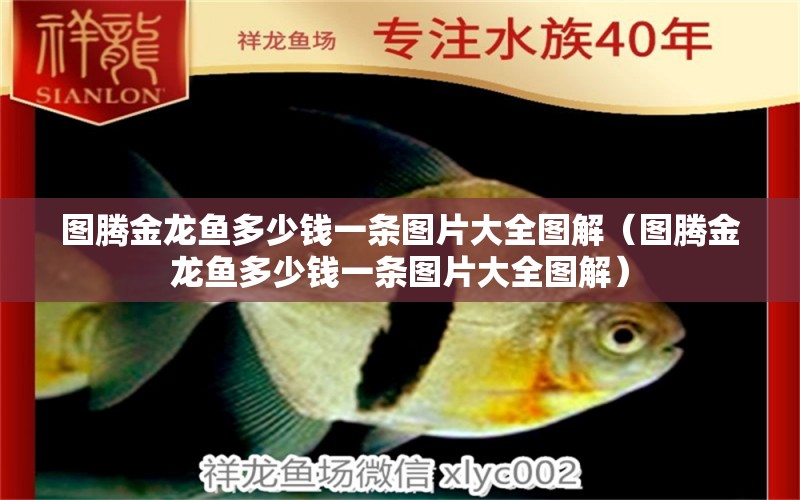 圖騰金龍魚多少錢一條圖片大全圖解（圖騰金龍魚多少錢一條圖片大全圖解）