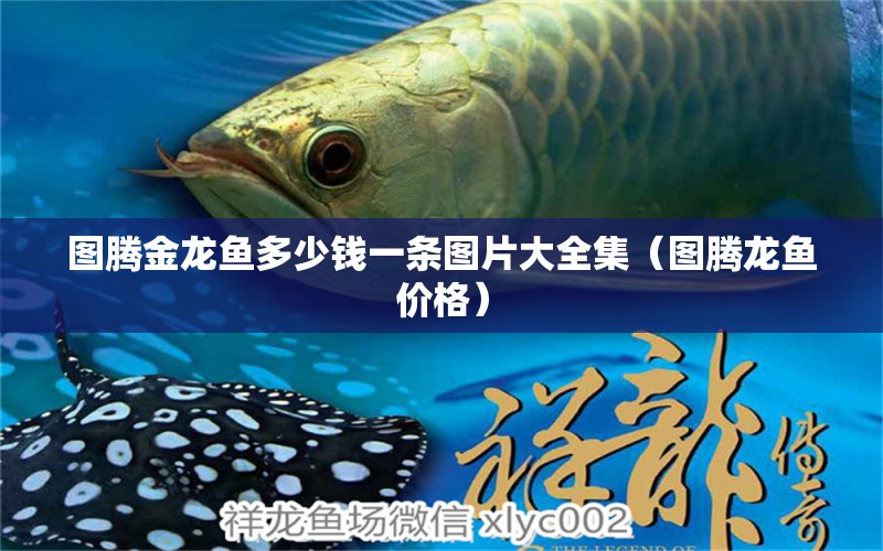 圖騰金龍魚(yú)多少錢(qián)一條圖片大全集（圖騰龍魚(yú)價(jià)格） 圖騰金龍魚(yú)