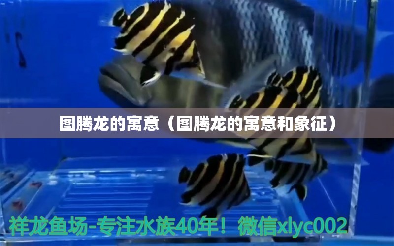 圖騰龍的寓意（圖騰龍的寓意和象征） 廣州龍魚批發(fā)市場