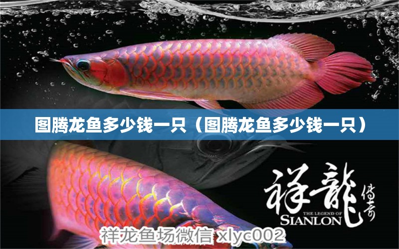 圖騰龍魚多少錢一只（圖騰龍魚多少錢一只）