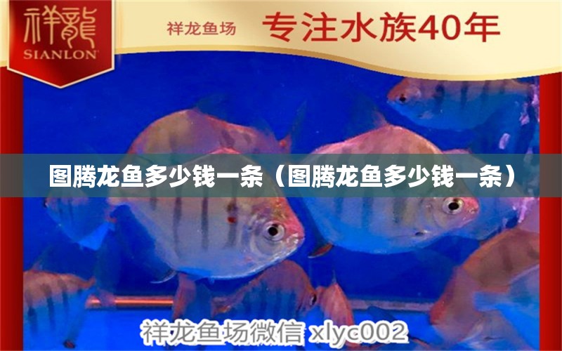 圖騰龍魚多少錢一條（圖騰龍魚多少錢一條）