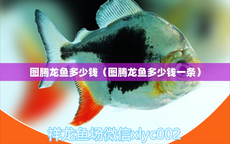 圖騰龍魚多少錢（圖騰龍魚多少錢一條） 廣州龍魚批發(fā)市場