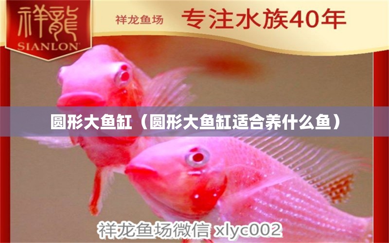 圓形大魚(yú)缸（圓形大魚(yú)缸適合養(yǎng)什么魚(yú)） 印尼小紅龍