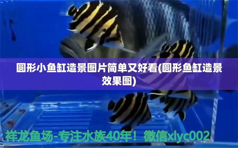 圓形小魚(yú)缸造景圖片簡(jiǎn)單又好看(圓形魚(yú)缸造景效果圖) 蘇虎