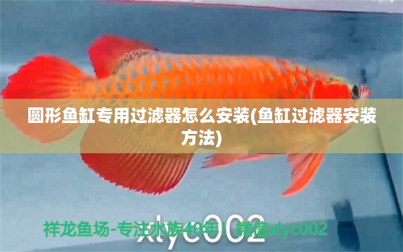 圓形魚(yú)缸專用過(guò)濾器怎么安裝(魚(yú)缸過(guò)濾器安裝方法) 大日玉鯖魚(yú) 第1張