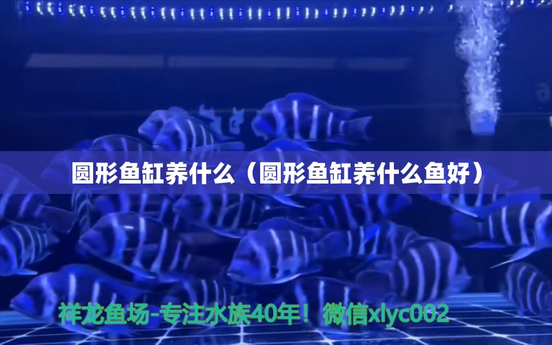 圓形魚(yú)缸養(yǎng)什么（圓形魚(yú)缸養(yǎng)什么魚(yú)好） 祥龍水族醫(yī)院