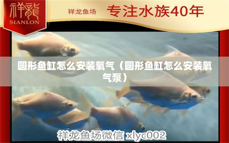 圓形魚缸怎么安裝氧氣（圓形魚缸怎么安裝氧氣泵）