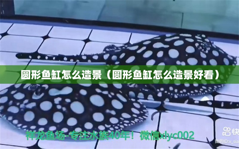 圓形魚缸怎么造景（圓形魚缸怎么造景好看） 祥龍水族醫(yī)院