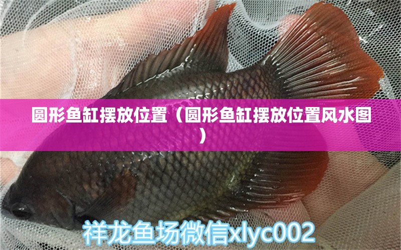 圓形魚缸擺放位置（圓形魚缸擺放位置風水圖）