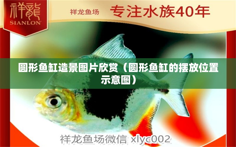 圓形魚缸造景圖片欣賞（圓形魚缸的擺放位置示意圖）