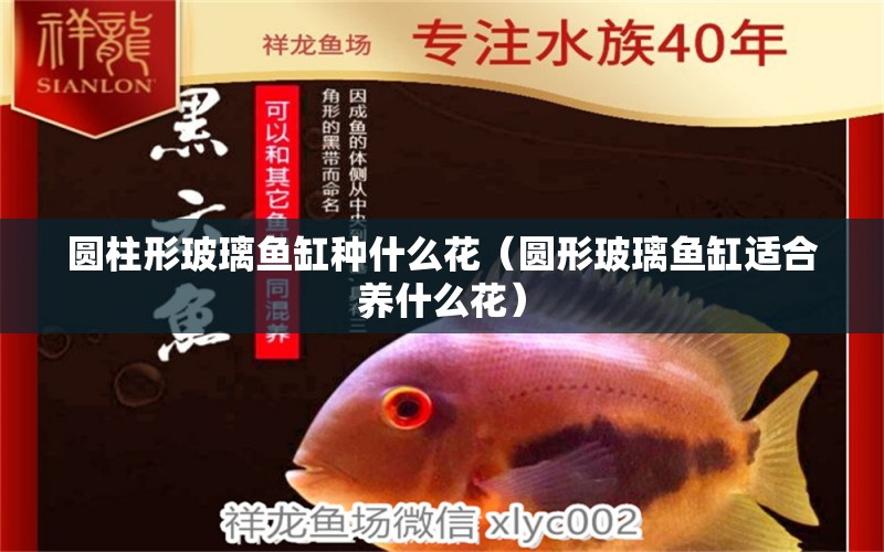 圓柱形玻璃魚缸種什么花（圓形玻璃魚缸適合養(yǎng)什么花） 眼斑魚