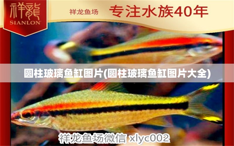 圓柱玻璃魚缸圖片(圓柱玻璃魚缸圖片大全) 三間鼠魚