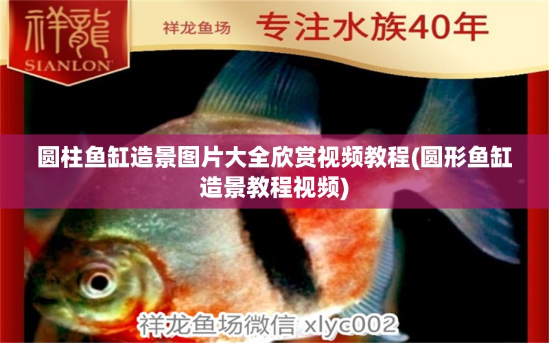 圓柱魚缸造景圖片大全欣賞視頻教程(圓形魚缸造景教程視頻) 定時(shí)器/自控系統(tǒng) 第1張