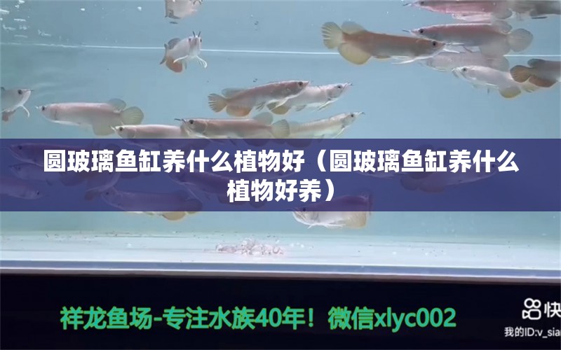 圓玻璃魚缸養(yǎng)什么植物好（圓玻璃魚缸養(yǎng)什么植物好養(yǎng)）