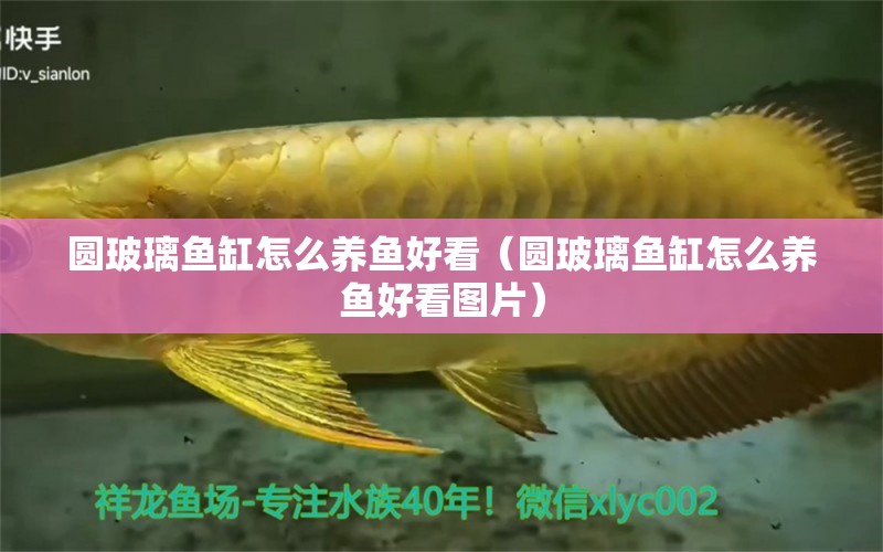 圓玻璃魚缸怎么養(yǎng)魚好看（圓玻璃魚缸怎么養(yǎng)魚好看圖片） 祥龍魚場(chǎng)