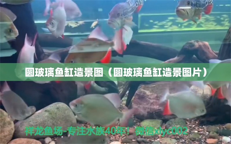 圓玻璃魚缸造景圖（圓玻璃魚缸造景圖片）