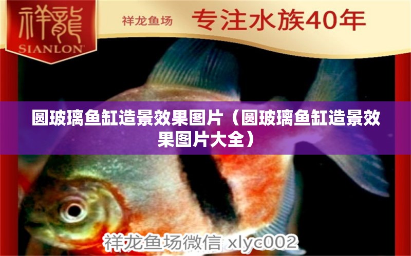 圓玻璃魚(yú)缸造景效果圖片（圓玻璃魚(yú)缸造景效果圖片大全）