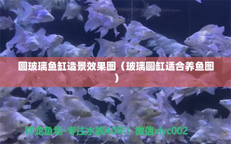 圓玻璃魚缸造景效果圖（玻璃圓缸適合養(yǎng)魚圖）