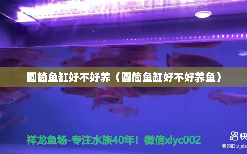 圓筒魚缸好不好養(yǎng)（圓筒魚缸好不好養(yǎng)魚）