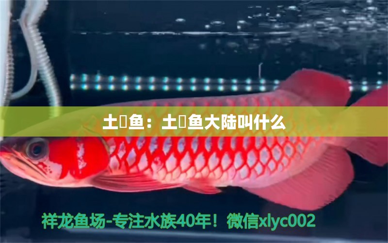 土魠魚：土魠魚大陸叫什么