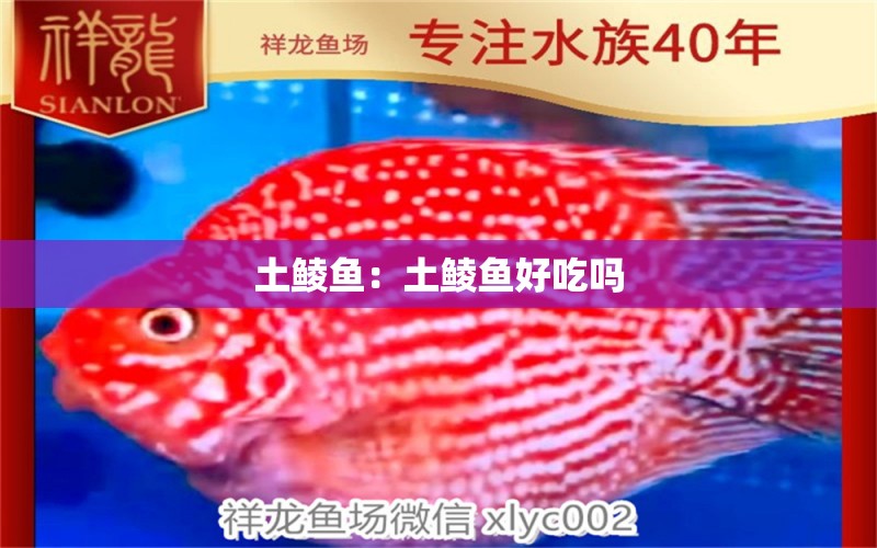 土鯪魚(yú)：土鯪魚(yú)好吃嗎 觀賞魚(yú)